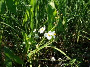 新潟有機JAS認証コシヒカリの茎元のコナギの花です。