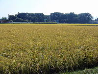 写真手前がサンファームの新潟無農薬有機栽培と写真奥が特別栽培米の稲の生育結果です。