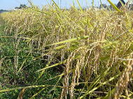 新潟県認証の特別栽培米の田んぼのコシヒカリBL