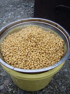 田んぼに散布しているものと同じ大豆をゆでてます。