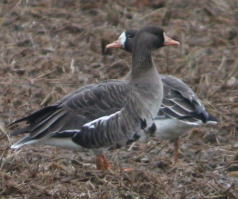 �I�I�q�V�N�C